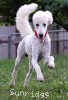 A photo of Prince In The Sky, a white standard poodle