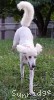 A photo of Prince In The Sky, a white standard poodle