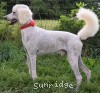 A photo of Prince In The Sky, a white standard poodle