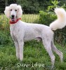 A photo of Prince In The Sky, a white standard poodle