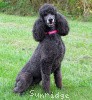 A photo of Sunridge Blue Lace Masterpiece, a blue standard poodle