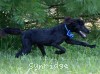A photo of Ianto, a blue standard poodle
