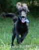 A photo of Ianto, a blue standard poodle