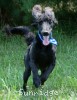 A photo of Baldwin, a blue standard poodle