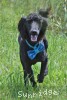 A photo of Ianto, a blue standard poodle