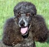 A photo of Sunridge Blue Lace Masterpiece, a blue standard poodle