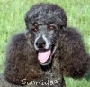 A photo of Sunridge Blue Lace Masterpiece, a blue standard poodle