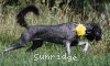 A photo of Sunridge Midnight Piper, a silver standard poodle