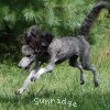 A photo of Sunridge Midnight Piper, a silver standard poodle