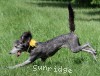 A photo of Sunridge Midnight Piper, a silver standard poodle