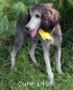 A photo of Sunridge Midnight Piper, a silver standard poodle