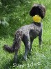 A photo of Sunridge Midnight Piper, a silver standard poodle