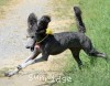 A photo of Sunridge Midnight Piper, a silver standard poodle