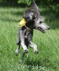 A photo of Sunridge Midnight Piper, a silver standard poodle