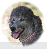 A photo of Sunridge Crystal Princess, a silver standard poodle