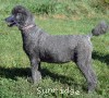 A photo of Sunridge Crystal Princess, a silver standard poodle