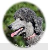 A photo of Sunridge Crystal Princess, a silver standard poodle