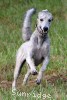 A photo of Pippi, a silver standard poodle