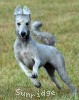 A photo of Pippi, a silver standard poodle