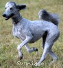 A photo of Pippi, a silver standard poodle