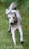 A photo of Pippi, a silver standard poodle