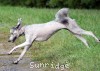 A photo of Pippi, a silver standard poodle