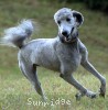 A photo of Pippi, a silver standard poodle