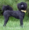 A photo of Sunridge Unforgettable Moonlight Princess, a black standard poodle