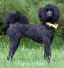 A photo of Sunridge Unforgettable Moonlight Princess, a blue standard poodle