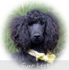 A photo of Sunridge Unforgettable Moonlight Princess, a black standard poodle