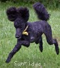 A photo of Sunridge Unforgettable Moonlight Princess, a black standard poodle