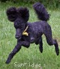 A photo of Sunridge Unforgettable Moonlight Princess, a blue standard poodle