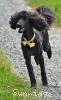 A photo of Sunridge Unforgettable Moonlight Princess, a black standard poodle