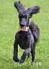 A photo of Sunridge Unforgettable Moonlight Princess, a black standard poodle