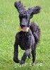 A photo of Sunridge Unforgettable Moonlight Princess, a blue standard poodle