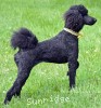 A photo of Sunridge Unforgettable Moonlight Princess, a black standard poodle