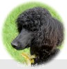 A photo of Sunridge Unforgettable Moonlight Princess, a black standard poodle