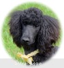 A photo of Sunridge Unforgettable Moonlight Princess, a black standard poodle