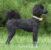 A photo of Sunridge Unforgettable Moonlight Princess, a black standard poodle