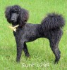 A photo of Sunridge Unforgettable Moonlight Princess, a black standard poodle