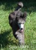 A photo of Sunridge Unforgettable Midnight Dreamz, a silver standard poodle