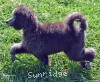 A photo of Sunridge Unforgettable Midnight Dreamz, a silver standard poodle