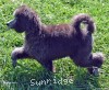 A photo of Sunridge Unforgettable Midnight Dreamz, a silver standard poodle