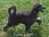 A photo of Sunridge Unforgettable Midnight Dreamz, a silver standard poodle