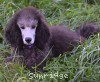 A photo of Sunridge Unforgettable Midnight Dreamz, a silver standard poodle