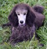 A photo of Sunridge Unforgettable Midnight Dreamz, a silver standard poodle