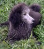 A photo of Sunridge Unforgettable Midnight Dreamz, a silver standard poodle