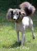 A photo of Sunridge Unforgettable Midnight Dreamz, a silver standard poodle