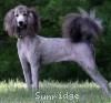 A photo of Sunridge Unforgettable Midnight Dreamz, a silver standard poodle