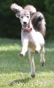 A photo of Sunridge Unforgettable Midnight Dreamz, a silver standard poodle